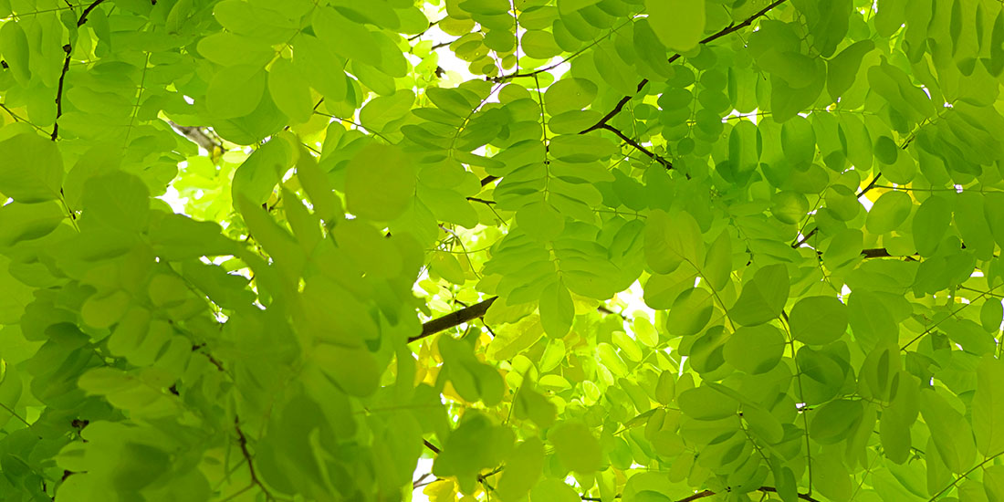 Služby odborného lesního hospodáře (OLH)