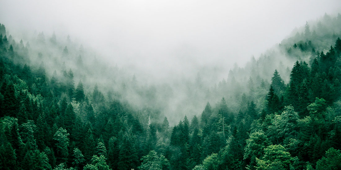 Správa lesních pozemků