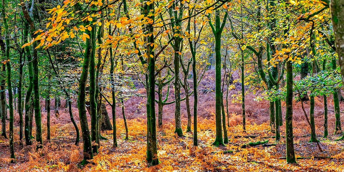 Obchod s lesními pozemky